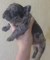 Tater tot, a male French Bulldog for sale in San Diego, CA – 5 of 6