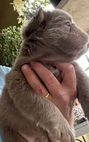 Jack, Isabella Visual FLUFFY, a male French Bulldog for sale in San Diego, CA – 4 of 4