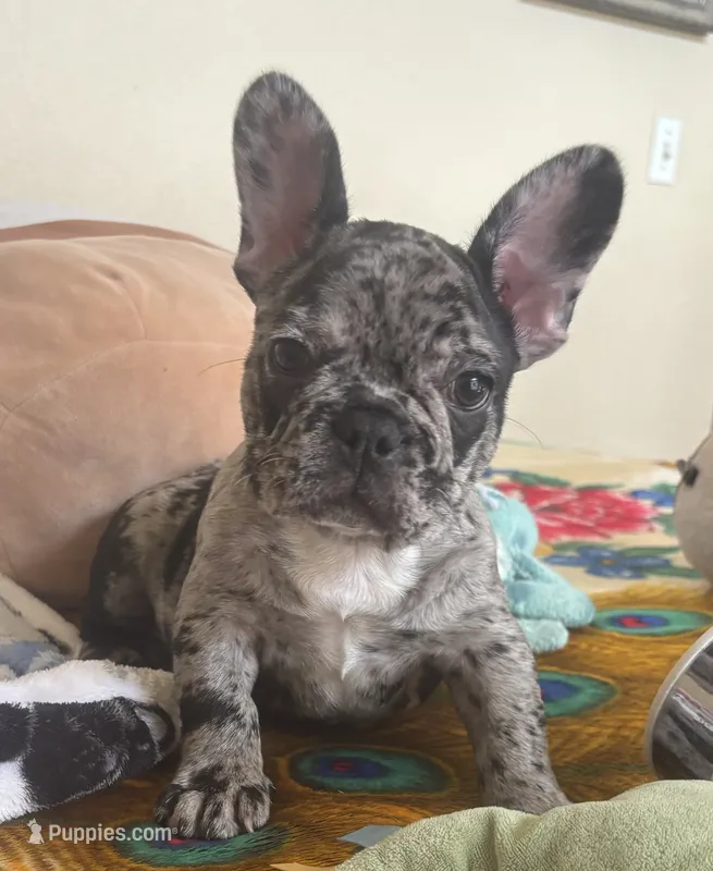Meatball – French Bulldog puppy for sale in San Diego, CA