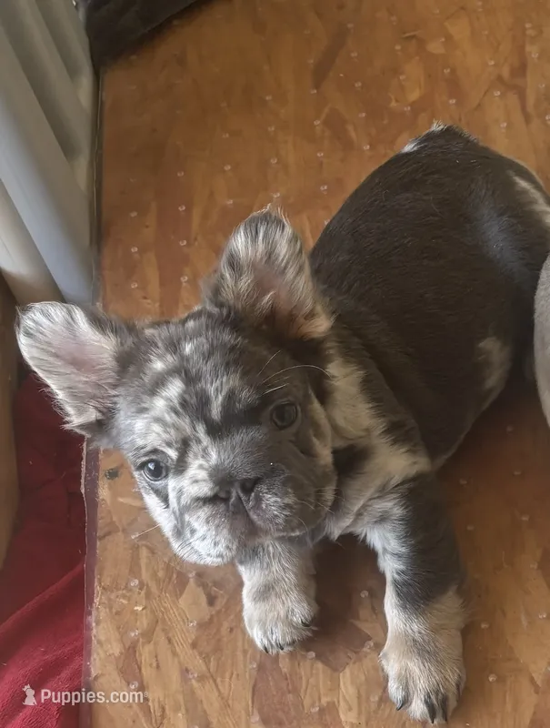 Tyny Titan – French Bulldog puppy for sale in San Diego, CA