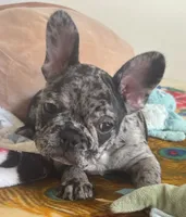 Meatball, a male French Bulldog for sale in San Diego, CA – 4 of 5
