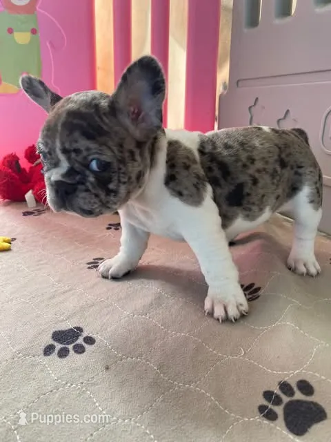 Rosie – French Bulldog puppy for sale in San Diego, CA