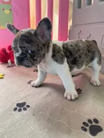 Rosie, a female French Bulldog for sale in San Diego, CA – 1 of 2