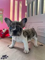 Rosie, a female French Bulldog for sale in San Diego, CA – 2 of 2