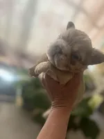 Ghost Rider, a male French Bulldog for sale in San Diego, CA – Photo 6 of 7