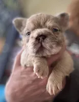 Ghost Rider, a male French Bulldog for sale in San Diego, CA – Photo 3 of 7