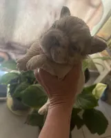 Ghost Rider, a male French Bulldog for sale in San Diego, CA – Photo 7 of 7