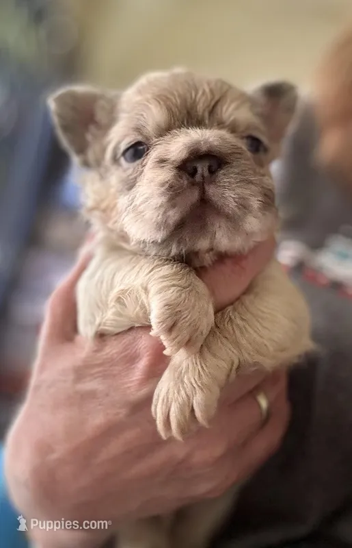 Ghost Rider – French Bulldog puppy for sale in San Diego, CA