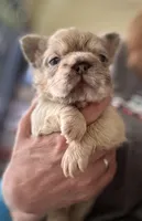 Ghost Rider, a male French Bulldog for sale in San Diego, CA – Photo 1 of 7