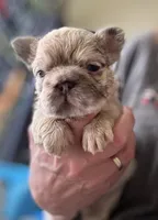 Ghost Rider, a male French Bulldog for sale in San Diego, CA – Photo 2 of 7