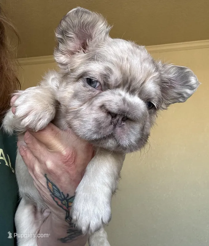 Ghost Rider – French Bulldog puppy for sale in San Diego, CA