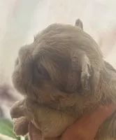 Ghost Rider, a male French Bulldog for sale in San Diego, CA – Photo 5 of 7