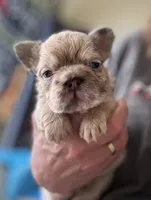 Ghost Rider, a male French Bulldog for sale in San Diego, CA – Photo 4 of 7