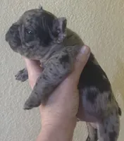 Tater tot, a male French Bulldog for sale in San Diego, CA – 3 of 6