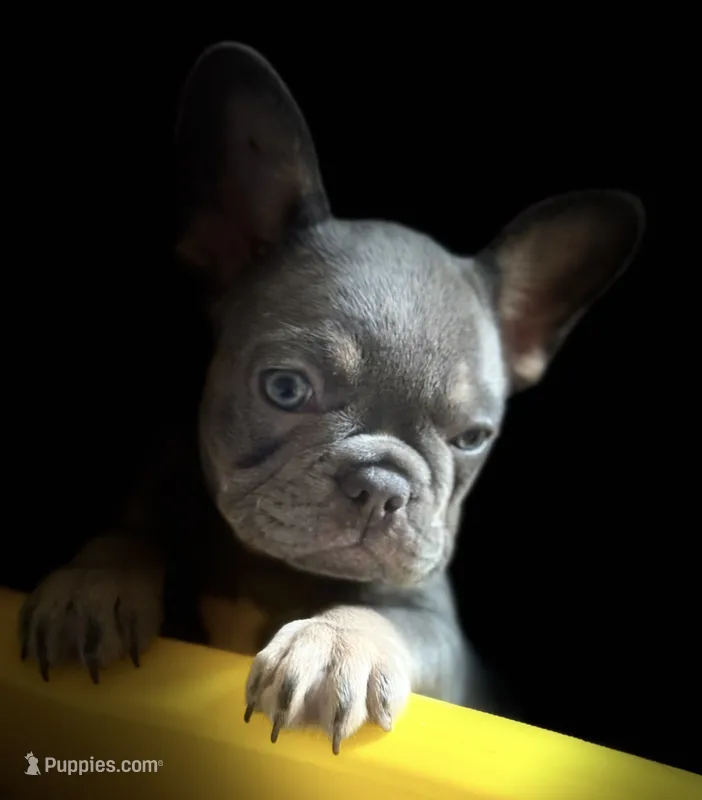 Jackie Be Little  – French Bulldog puppy for sale in San Diego, CA