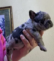 Tater tot, a male French Bulldog for sale in San Diego, CA – 2 of 6
