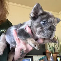 Jerry, a male French Bulldog for sale in San Diego, CA – Photo 2 of 7