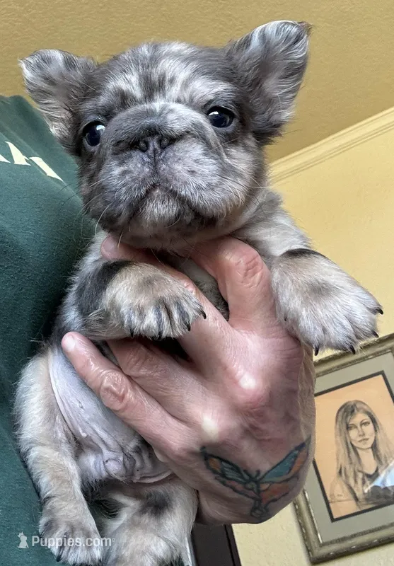 Jerry – French Bulldog puppy for sale in San Diego, CA