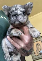 Jerry, a male French Bulldog for sale in San Diego, CA – Photo 1 of 7