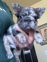 Jerry, a male French Bulldog for sale in San Diego, CA – Photo 4 of 7