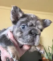 Jerry, a male French Bulldog for sale in San Diego, CA – Photo 3 of 7