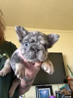 Jerry, a male French Bulldog for sale in San Diego, CA – Photo 6 of 7