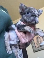 Jerry, a male French Bulldog for sale in San Diego, CA – Photo 5 of 7