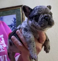 Tater tot, a male French Bulldog for sale in San Diego, CA – 6 of 6