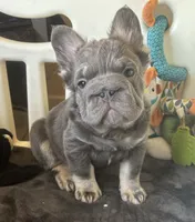 Wolverine, a male French Bulldog for sale in San Diego, CA – 4 of 7