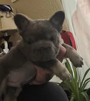 Wolverine, a male French Bulldog for sale in San Diego, CA – Photo 3 of 4