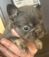 Stitch, a male French Bulldog for sale in San Diego, CA – Photo 3 of 6