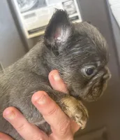 Stitch, a male French Bulldog for sale in San Diego, CA – Photo 5 of 6