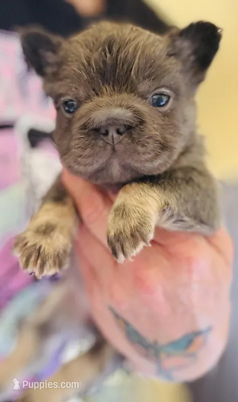 Stitch – French Bulldog puppy for sale in San Diego, CA