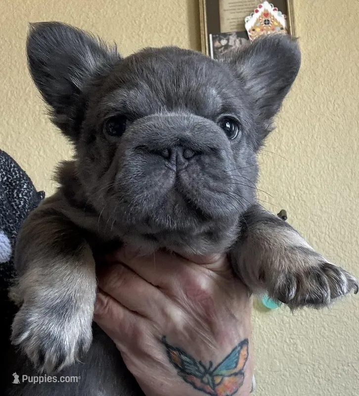 Wolverine – French Bulldog puppy for sale in San Diego, CA