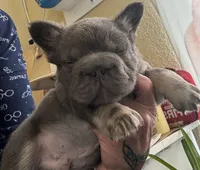 Wolverine, a male French Bulldog for sale in San Diego, CA – Photo 2 of 4