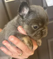 Stitch, a male French Bulldog for sale in San Diego, CA – Photo 4 of 6