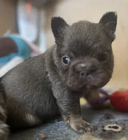 Stitch, a male French Bulldog for sale in San Diego, CA – Photo 1 of 6