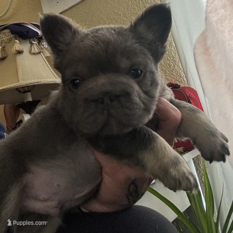 Wolverine, a male French Bulldog for sale in San Diego, CA – Photo 1 of 4