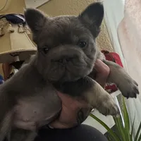 Wolverine, a male French Bulldog for sale in San Diego, CA – Photo 1 of 4