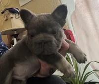 Wolverine, a male French Bulldog for sale in San Diego, CA – Photo 4 of 4