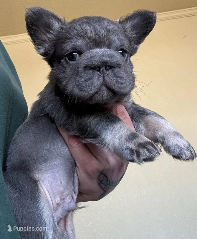 Wolverine – French Bulldog puppy for sale in San Diego, CA