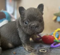 Stitch, a male French Bulldog for sale in San Diego, CA – Photo 2 of 6