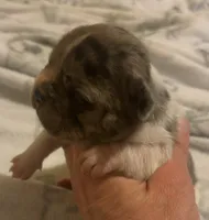 Little-Bit, a female French Bulldog for sale in San Diego, CA – 2 of 5