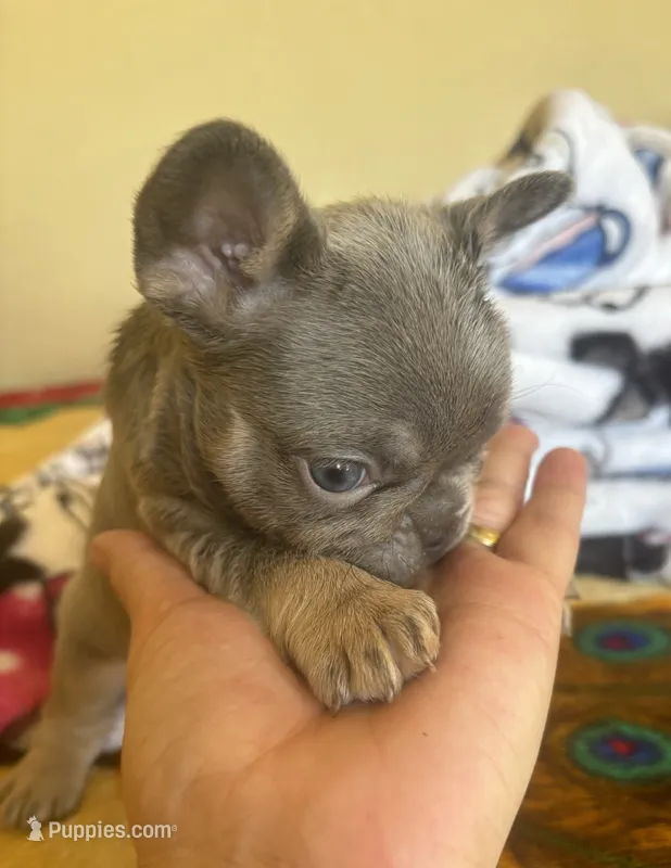 Chance – French Bulldog puppy for sale in San Diego, CA