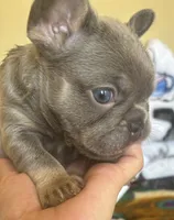 Chance, a male French Bulldog for sale in San Diego, CA – 5 of 6