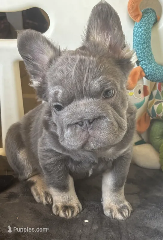 Wolverine – French Bulldog puppy for sale in San Diego, CA