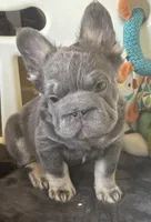 Wolverine, a male French Bulldog for sale in San Diego, CA – 1 of 7