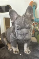 Wolverine, a male French Bulldog for sale in San Diego, CA – 5 of 7