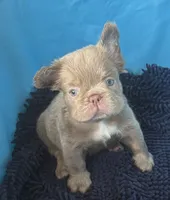 Jack, Isabella Visual FLUFFY, a male French Bulldog for sale in San Diego, CA – 3 of 4