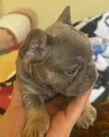 Chance, a male French Bulldog for sale in San Diego, CA – 4 of 6